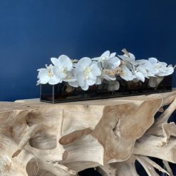 48″ Casa Moderna Black Tinted Glass Plate Planter with white Phalaenopsis orchids